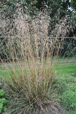 Deschampsia cespitosa 'Goldschleier'