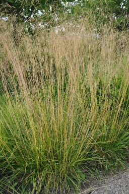 Mosebunke Deschampsia cespitosa 'Goldtau' 5-10 potte P9