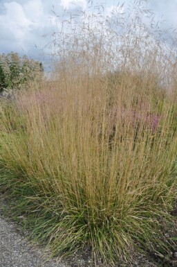 Mosebunke Deschampsia cespitosa 'Goldtau' 5-10 potte P9