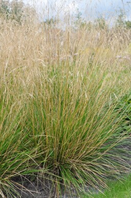 Mosebunke Deschampsia cespitosa 'Goldtau' 5-10 potte P9