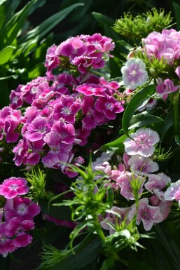 ÅÂillet barbu Dianthus barbatus 'Indianer Teppich' 5-10 Pot 9x9 cm (P9)