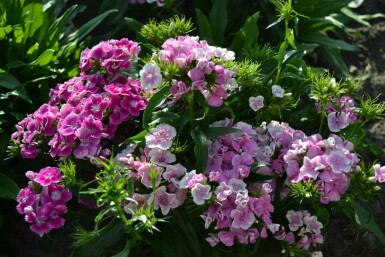 ÅÂillet barbu Dianthus barbatus 'Indianer Teppich' 5-10 Pot 9x9 cm (P9)