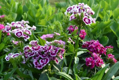 ÅÂillet barbu Dianthus barbatus 'Indianer Teppich' 5-10 Pot 9x9 cm (P9)