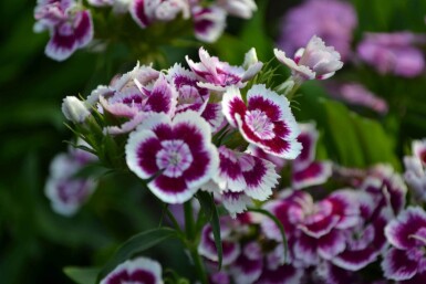 ÅÂillet barbu Dianthus barbatus 'Indianer Teppich' 5-10 Pot 9x9 cm (P9)