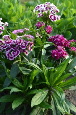 ÅÂillet barbu Dianthus barbatus 'Indianer Teppich' 5-10 Pot 9x9 cm (P9)