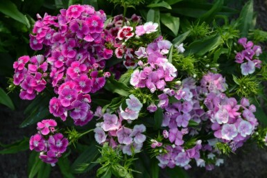 ÅÂillet barbu Dianthus barbatus 'Indianer Teppich' 5-10 Pot 9x9 cm (P9)