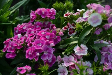 Studenternellike Dianthus barbatus 'Indianer Teppich' 5-10 potte P9