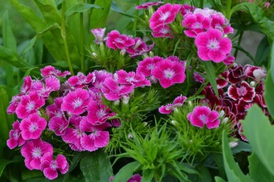 ÅÂillet barbu Dianthus barbatus 'Indianer Teppich' 5-10 Pot 9x9 cm (P9)