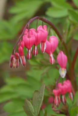 Gebroken hartje Dicentra spectabilis 5-10 Pot P9