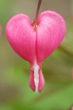 Gebroken hartje Dicentra spectabilis 5-10 Pot P9