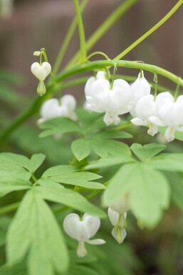 Gebroken hartje Dicentra spectabilis 'Alba' 5-10 Pot P9