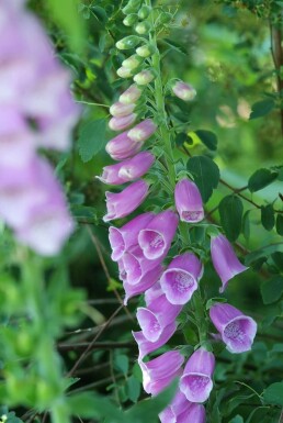 Vingerhoedskruid Digitalis purpurea 5-10 Pot P9