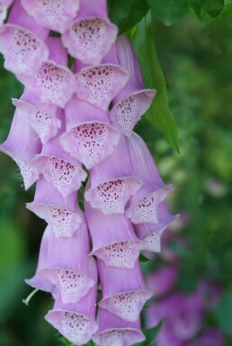 Vingerhoedskruid Digitalis purpurea 5-10 Pot P9