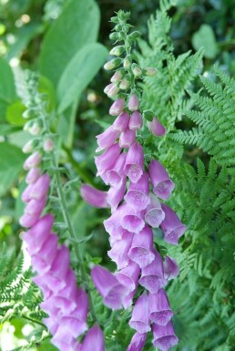 Digitalis purpurea Fingerborgsblomma 5-10 i kruka P9