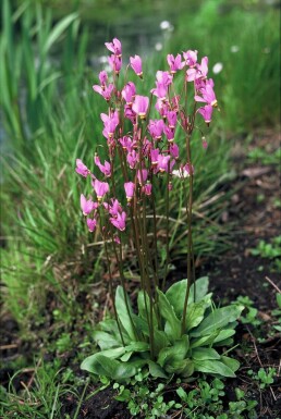 Dodecatheon meadia Tolvgudablomssläktet 5-10 i kruka P9