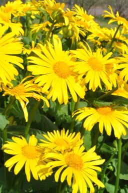 Voorjaarszonnebloem Doronicum orientale 5-10 Pot P9