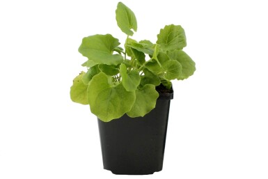 Doronic du Caucase Doronicum orientale 5-10 Pot 9x9 cm (P9)