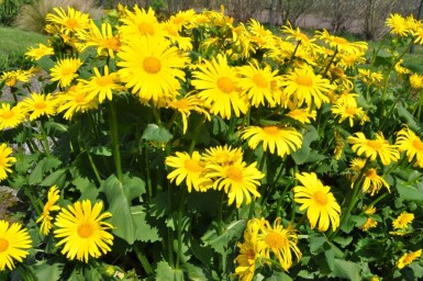 Voorjaarszonnebloem Doronicum orientale 5-10 Pot P9