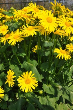 Voorjaarszonnebloem Doronicum orientale 5-10 Pot P9