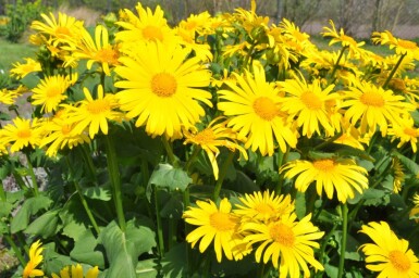 Voorjaarszonnebloem Doronicum orientale 5-10 Pot P9