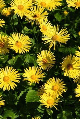 Voorjaarszonnebloem Doronicum orientale 'Magnificum' 5-10 Pot P9