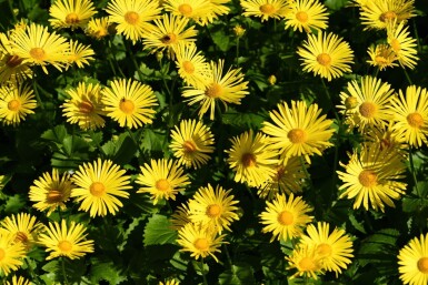 Voorjaarszonnebloem Doronicum orientale 'Magnificum' 5-10 Pot P9