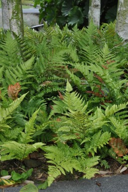 Dryopteris erythrosora Bronsbräken 5-10 i kruka P9