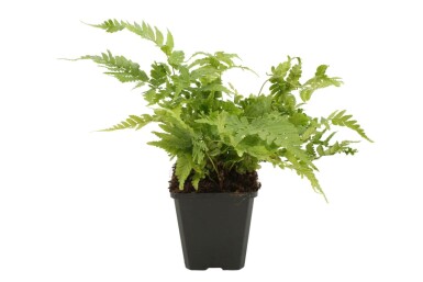 Dryopteris erythrosora Bronsbräken 5-10 i kruka P9