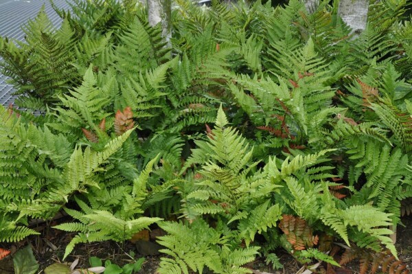 Dryopteris erythrosora