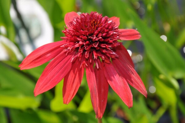 Echinacea 'Eccentric'