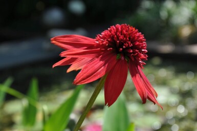 Echinacea 'Eccentric' Solhatt 5-10 i kruka P9