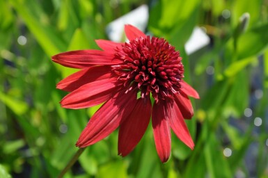 Echinacea 'Eccentric' Solhatt 5-10 i kruka P9