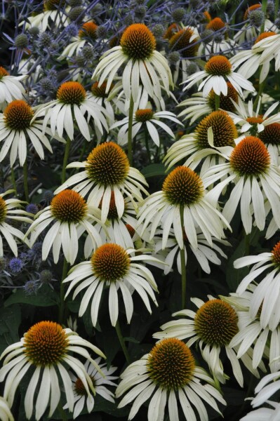 Echinacea purpurea 'Alba'