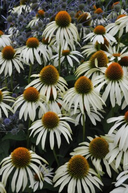 Échinacée pourpre Echinacea purpurea 'Alba' 5-10 Pot 9x9 cm (P9)