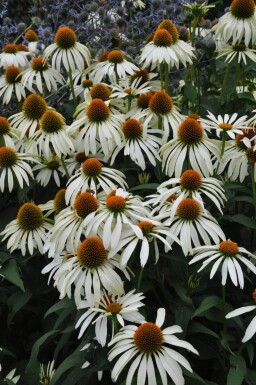 Echinacea purpurea 'Alba' Solhatt 5-10 i kruka P9