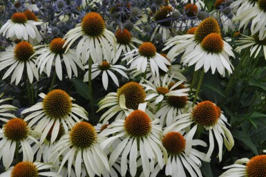 Echinacea purpurea 'Alba' Solhatt 5-10 i kruka P9