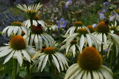 Havepurpursolhat Echinacea purpurea 'Alba' 5-10 potte P9