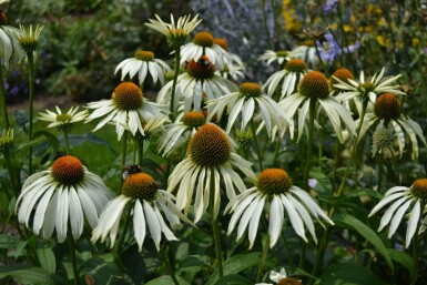 Havepurpursolhat Echinacea purpurea 'Alba' 5-10 potte P9