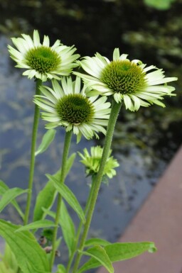 Echinacea purpurea 'Green Jewel' Röd solhatt 5-10 i kruka P9