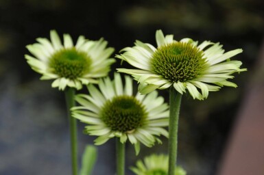 Havepurpursolhat Echinacea purpurea 'Green Jewel' 5-10 potte P9