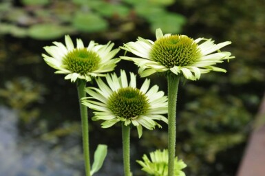 Havepurpursolhat Echinacea purpurea 'Green Jewel' 5-10 potte P9