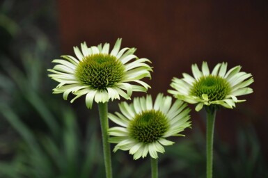 Echinacea purpurea 'Green Jewel' Röd solhatt 5-10 i kruka P9