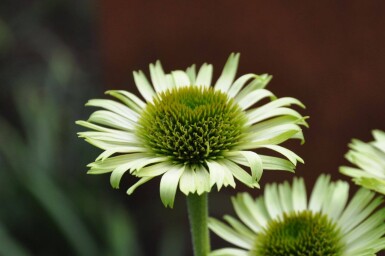 Havepurpursolhat Echinacea purpurea 'Green Jewel' 5-10 potte P9