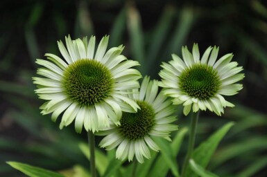 Echinacea purpurea 'Green Jewel' Röd solhatt 5-10 i kruka P9