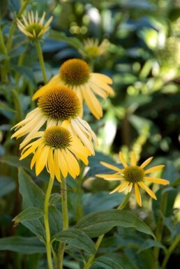 Echinacea purpurea 'Harvest Moon' Röd solhatt 5-10 i kruka P9