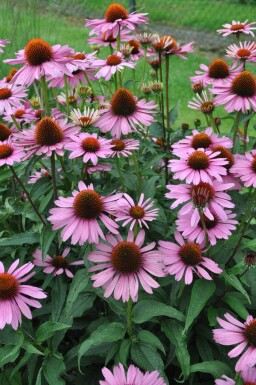 Echinacea purpurea 'Magnus' Solhatt 5-10 i kruka P9