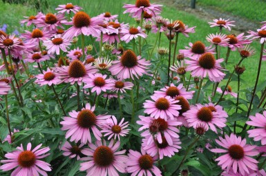 Echinacea purpurea 'Magnus' Solhatt 5-10 i kruka P9