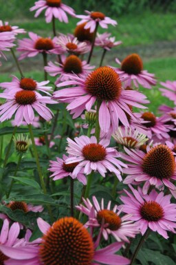 Echinacea purpurea 'Magnus' Solhatt 5-10 i kruka P9