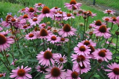 Purpursolhat Echinacea purpurea 'Magnus' 5-10 potte P9