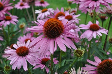 Echinacea purpurea 'Magnus' Solhatt 5-10 i kruka P9